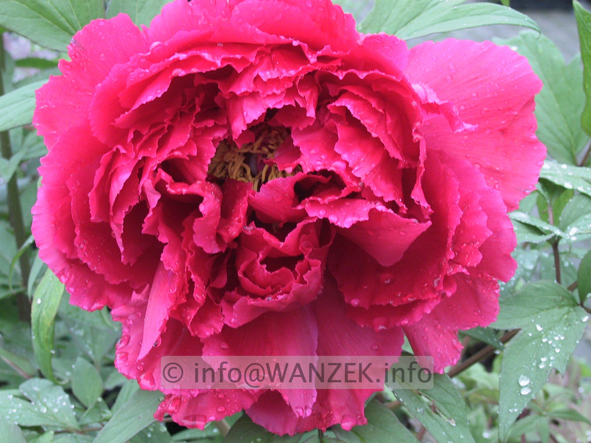 Paeonia suffruticosa Rosarot 3.JPG